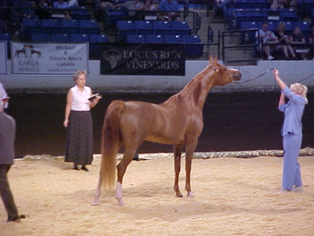 Absoulte Desperado