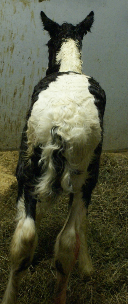 Tara Filly