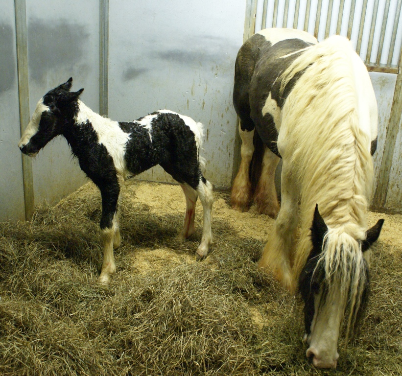 Tara Filly