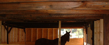 Shadows New Home