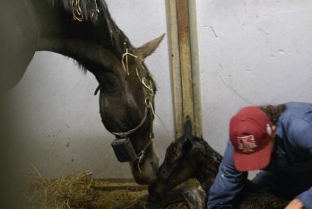 Anna's Filly