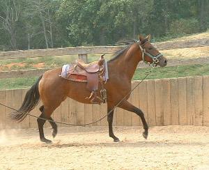 Baby Lunging