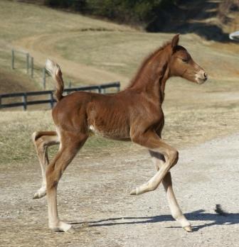 Miss T Colt