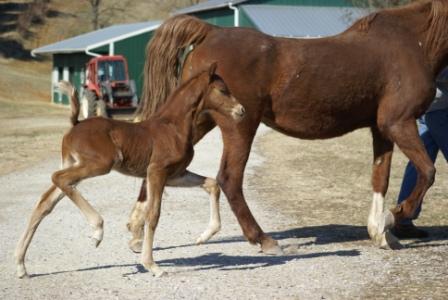 Miss T Colt