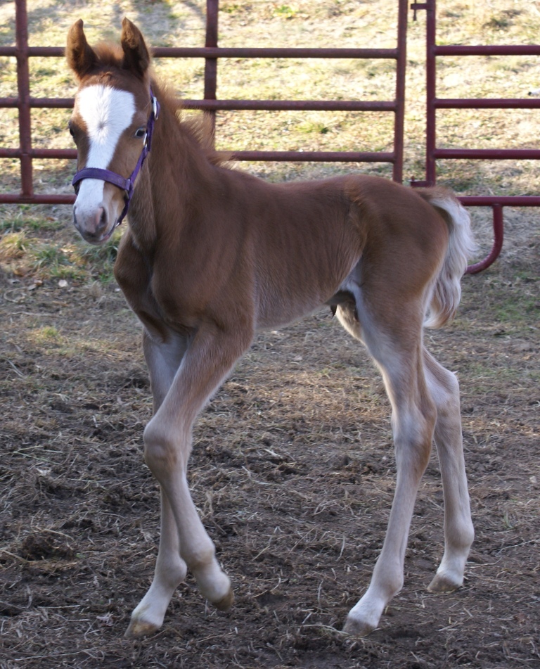 Im Lovin It colt