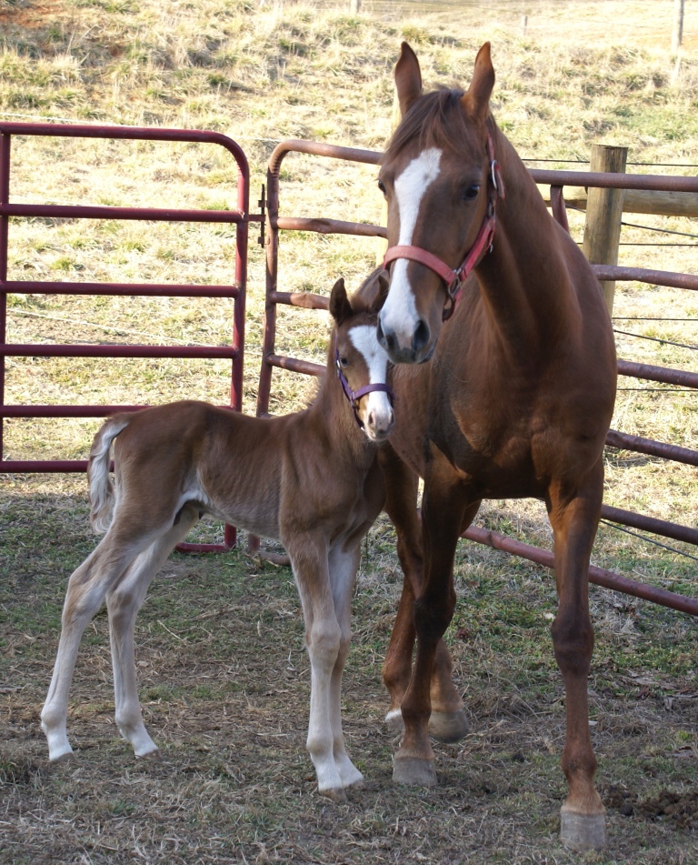 Im Lovin It colt