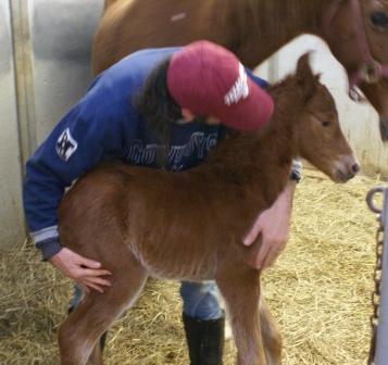 Miss T Colt