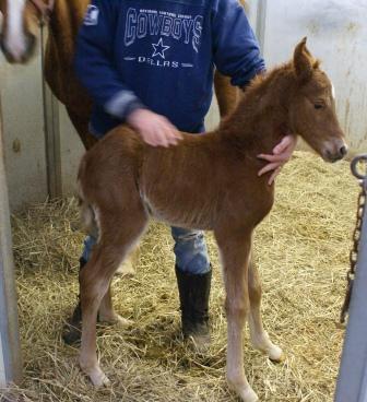Miss T Colt