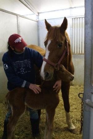 Miss T Colt