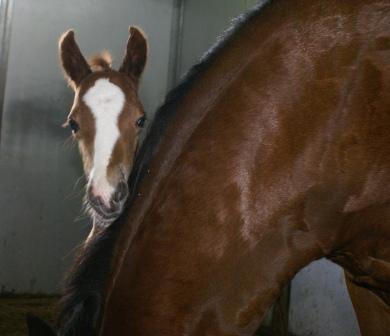 Tune's Colt