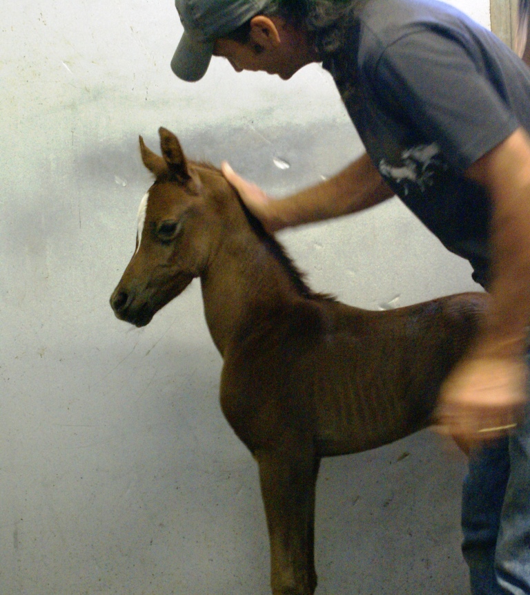 Foal
