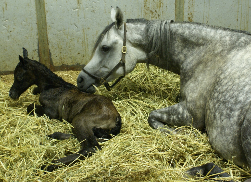 Shahara's 2011 Son