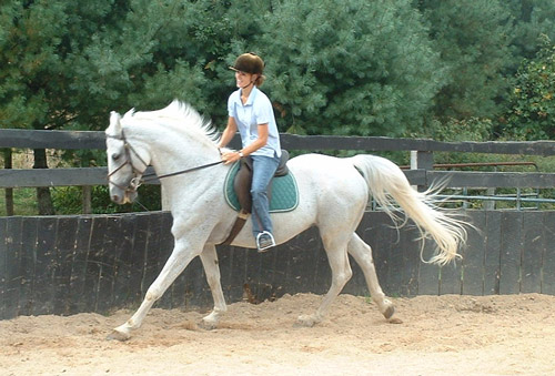 Brooke with Warmblood Stallion