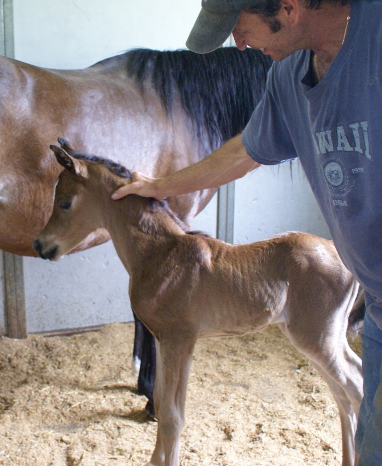 2011 Spring filly