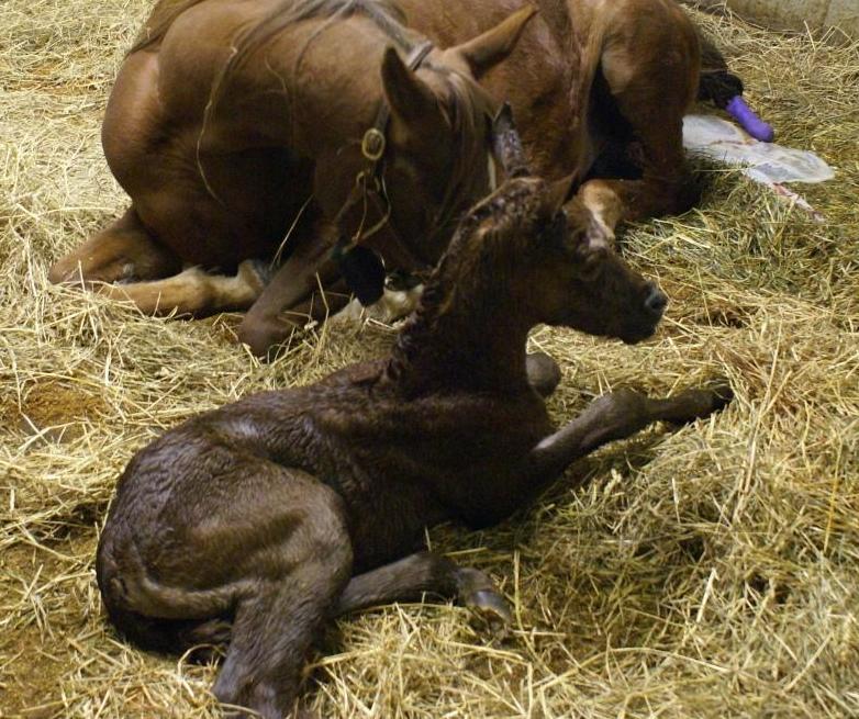 DeeDee Filly