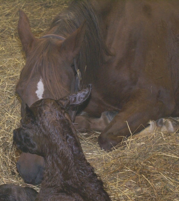 DeeDee Filly