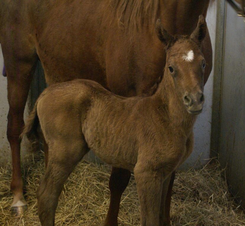 DeeDee Filly