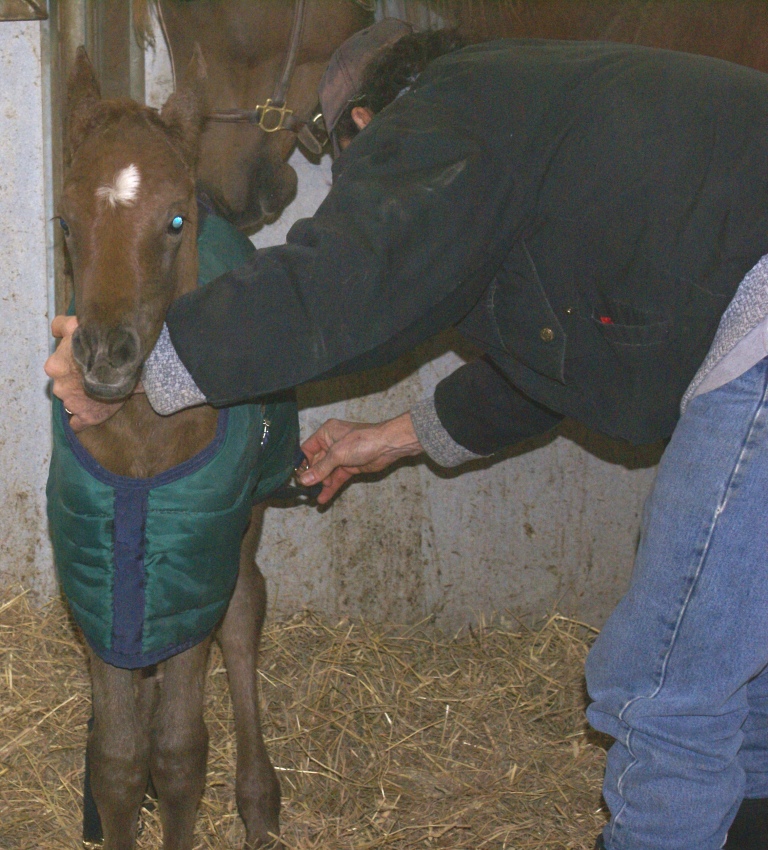 DeeDee Filly