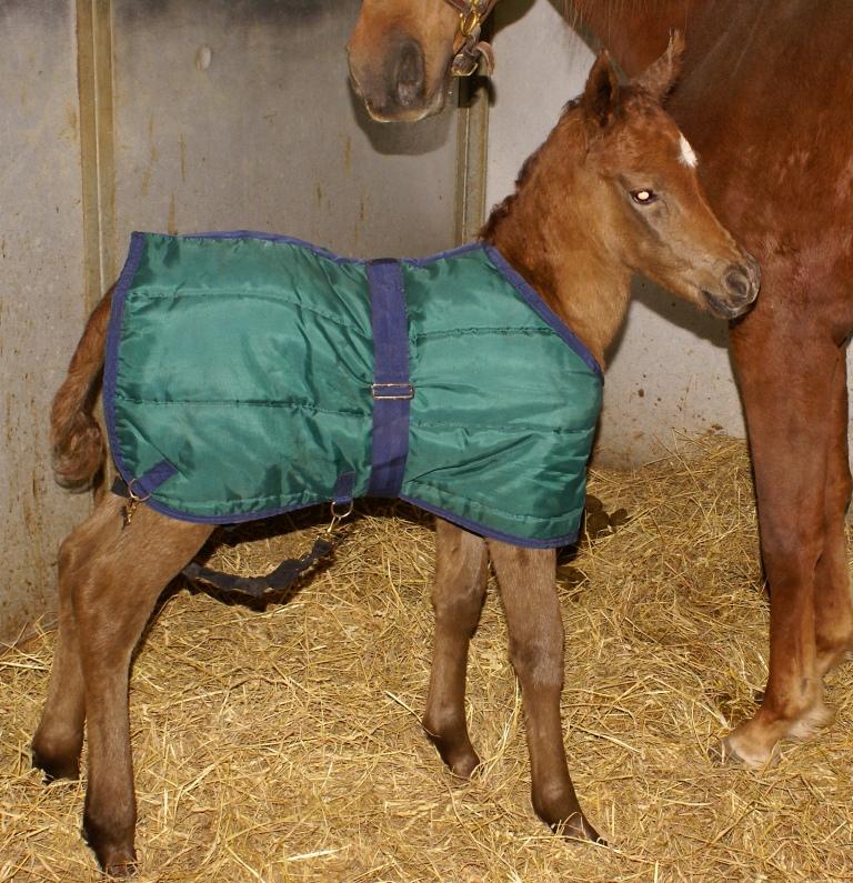 DeeDee Filly