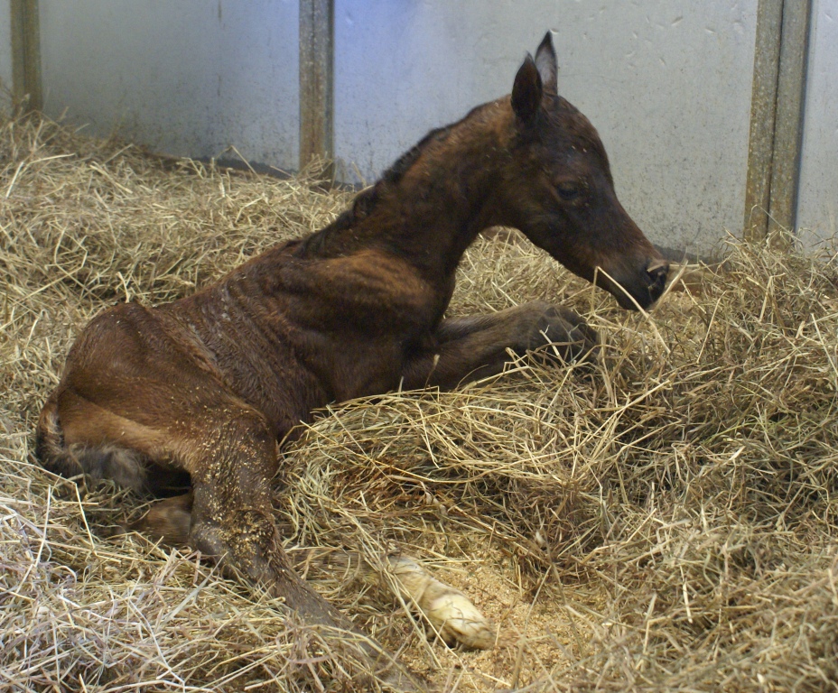 True Aura Filly