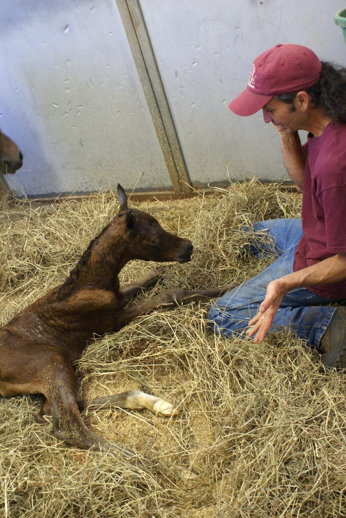 True Aura Filly