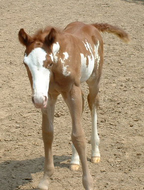 Scarlet colt