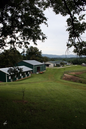Amethyst Acres Equine