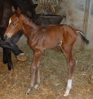 Maxima Colt