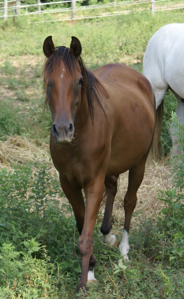 Dreamweaver Antares