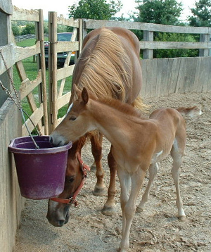 Ginger's Foal