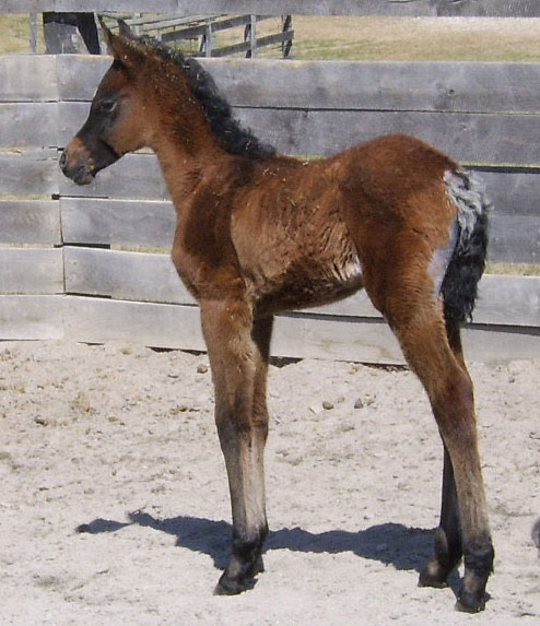 Majiida Filly