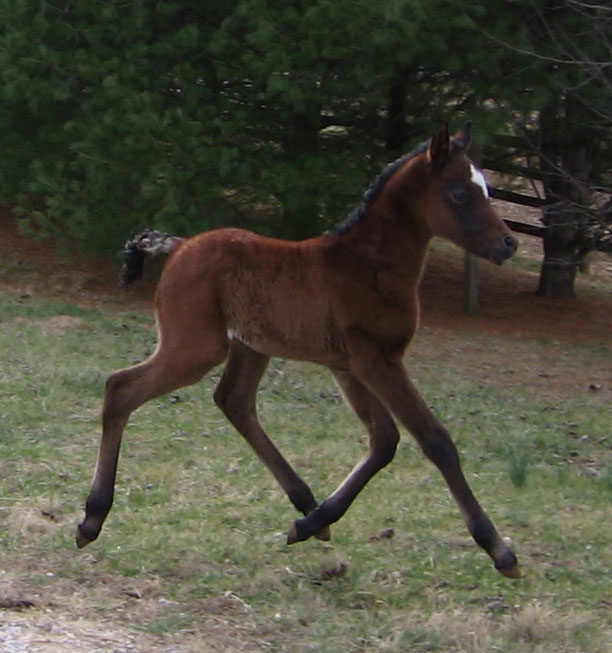 Majiida Filly