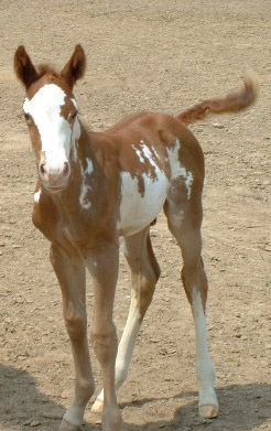Scarlet Colt