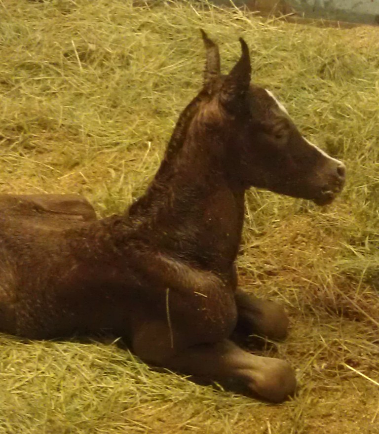 Ameerah Colt