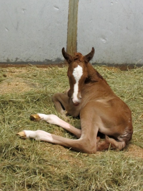 Ameerah Filly