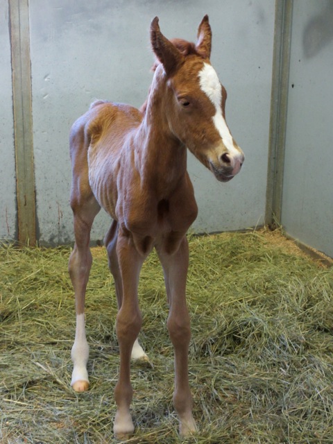 Ameerah Colt