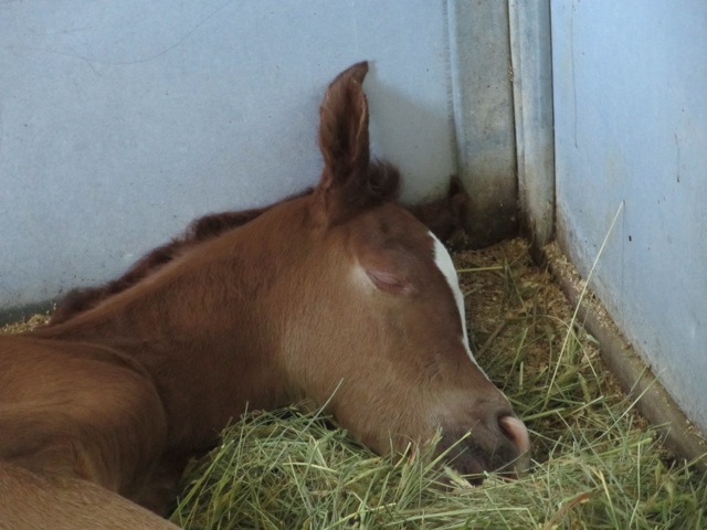 Ameerah Filly