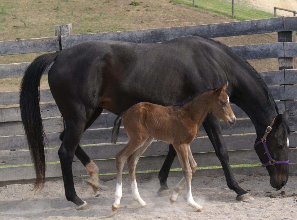 Star & Foal