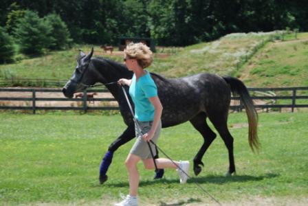 Halter Training