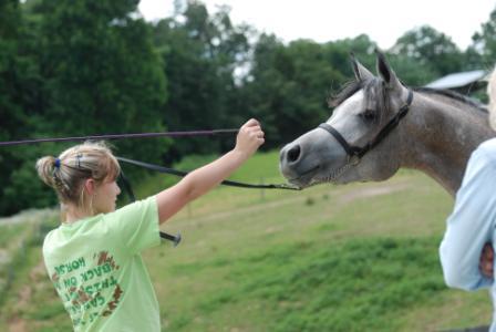 Halter Training