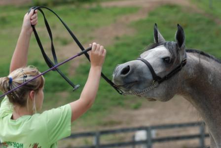 Halter Training
