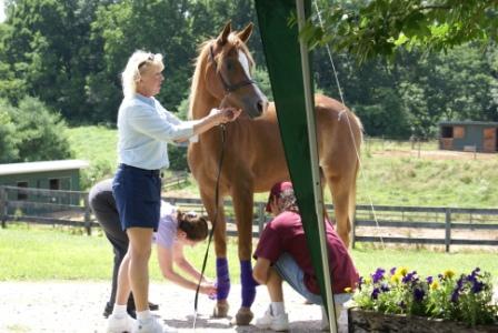 Halter Training