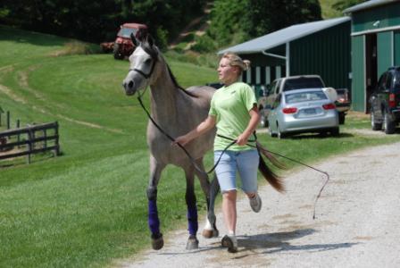 Halter Training