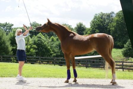Halter Training