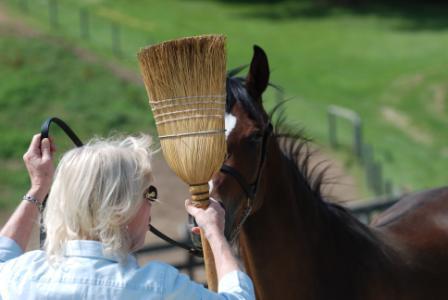 Halter Training