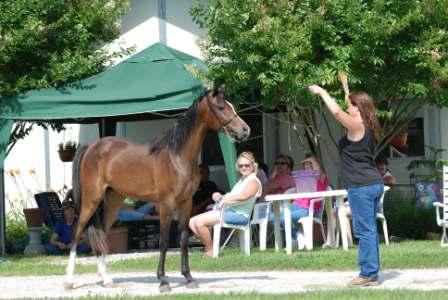 Halter Training