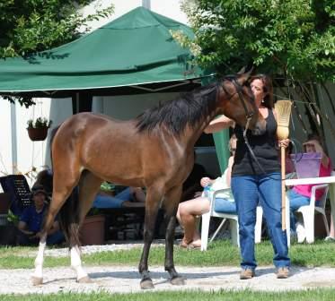 Halter Training