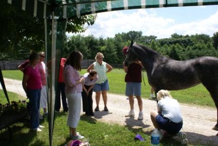 Halter Training