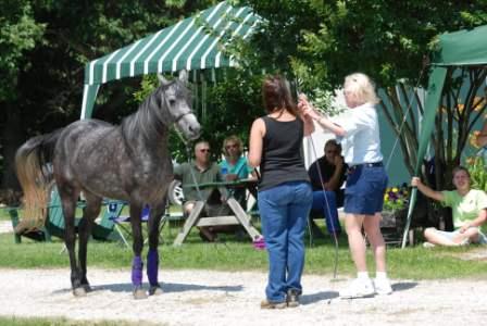 Halter Training
