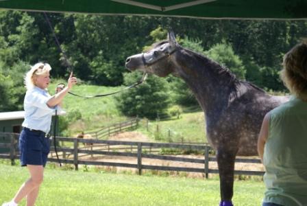 Halter Training